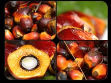 Palm Oil (Refined / Crude)