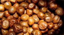 Mongongo Nuts