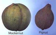 Mocker nut   hickory   nut  (Carya tomentosa)