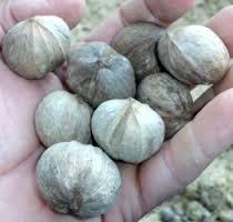 Shagbark hickory nut