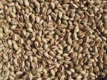  Bulk   Pistachio   Nuts 