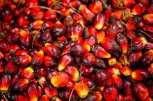  Refined   Palm   Olein 