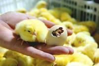 Chicken Broiler Hatching Eggs (Cobb 500 and Ross 308)