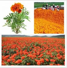 Marigold extract of Lutein Ester