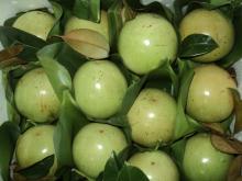 FRESH  STAR   APPLE  FROM VIETNAM