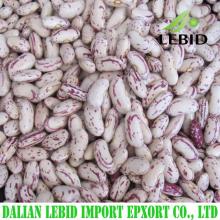 2016 Crop Light speckled kidney beans for export