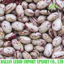 2016 crop cranberry beans,  lskb  round shape for sale