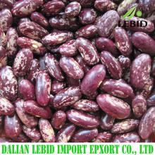 New crop purple speckled kidney beans for sale
