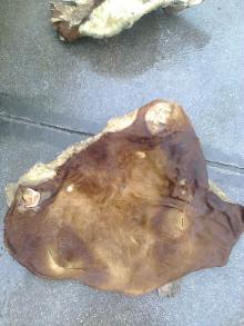 Dry Salted Cow Head Skin