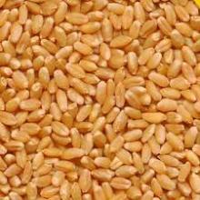 Quality  Wheat  / Durum  Wheat  /  Milling   Wheat   Ukraine   Wheat  grain