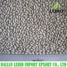 2016 Crop white kidney beans  long   shape  spanish type for sales