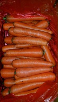 Fresh carrot