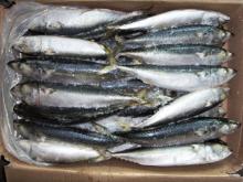 Pacific mackerel