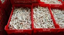 Processed Frozen Chicken Feet ( Grade A)