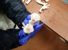 Chicken Feet