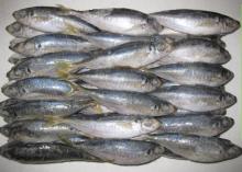 Frozen Horse Mackerel fish