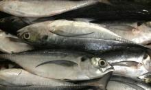 Hard Tail Scad