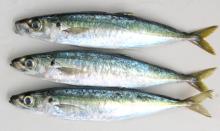 Horse Mackerel