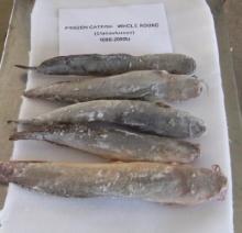  Frozen   Catfish 