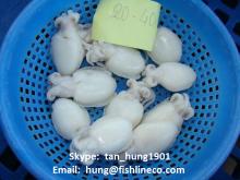  Whole  clean  Cuttlefish 