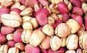 Kola nuts and Garcinia kola