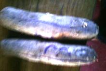 yam  tuber 