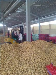 potatoes for table