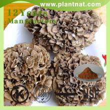  maitake   extract 
