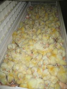 Day Old Chicks