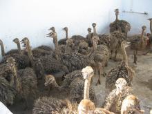 Ostrich   chicks 