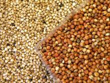 White and  Red   Sorghum 