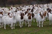 Boer Goats MEat For Sale