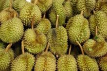 Fresh Durian Monthong from Thailand