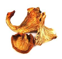 Dried  Chanterelle   Mushroom s