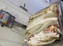 Atlantic Cod (Gadus morhua)