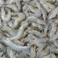 Frozen  Vannamei   White   Shrimp s