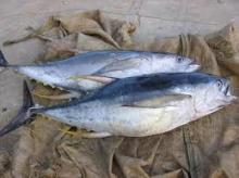  Frozen   Yellowfin  Tuna/ Skipjack  Tuna