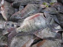 best frozen  tilapia  ,  tilapia  ,sale  tilapia  , frozen  tilapia   whole   round 