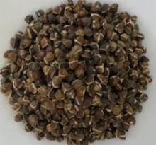 Moringa  organic   seeds 