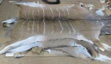 Dry and Wet Salted Donkey / Horse Hides / Wet Cow Hides