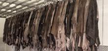 GRADE A WET SALTED DONKEY HIDES