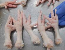 Chicken Paws