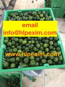 Fresh green calamansi fruit