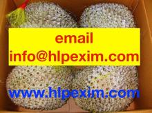 Frozen  Durian   Fruit  Whole  fruit 