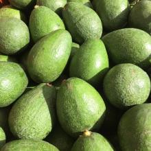 Fresh Hass and Fuerte Avocado