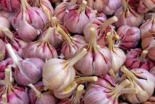 Fresh Organic Galic