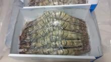 Tiger shrimp, pud shrimp