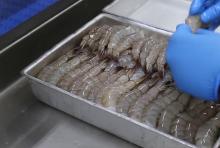 Fresh white shrimp