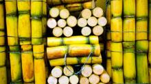  Fresh  Sugar Cane  Stick  (pieces)
