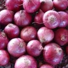 white  onion / yellow   onion / fresh  red  onion 